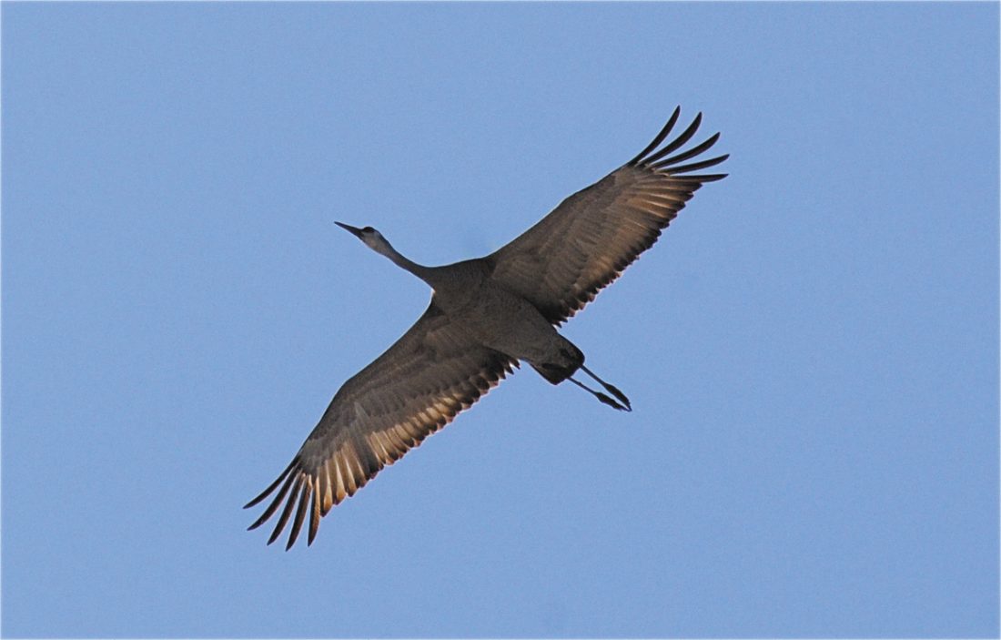 What’s flying: Spring is happening all around us | News, Sports, Jobs ...